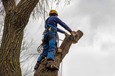 Mike Tree Felling